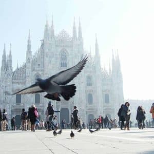 Allontanamento Volatili Milano centro