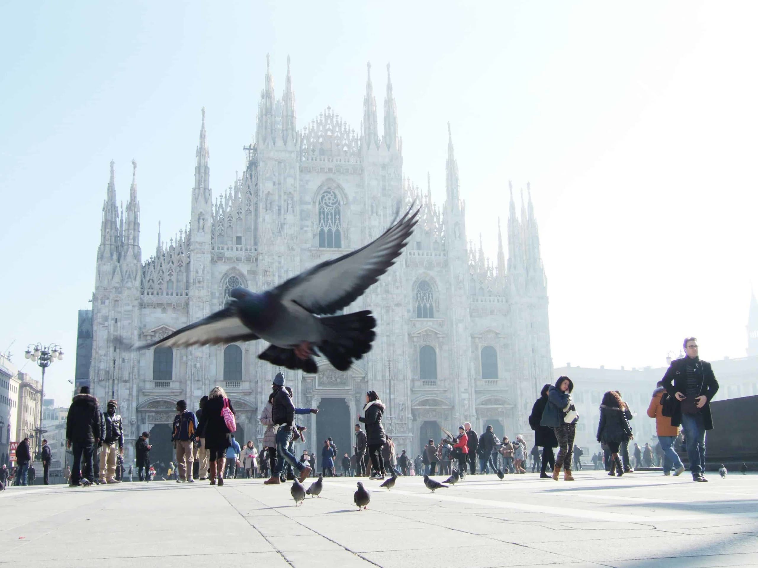 Logo Allontanamento Volatili Milano Di U.B.S.
